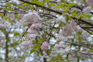 Cheery Blossom